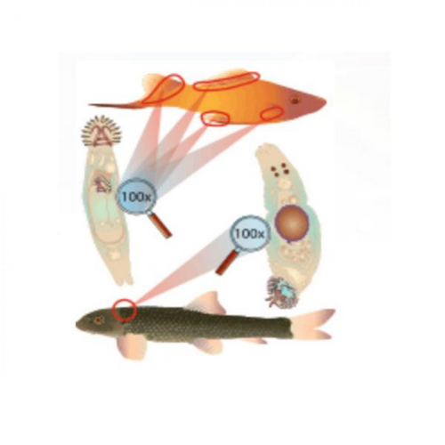 Visuel 2 du produit Traitement anti-vers des branchies, 20ml, ESHA Gdex