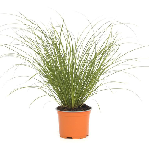 Visuel 1 du produit Carex Testacea Prairie Fire - Le pot de 3 litres