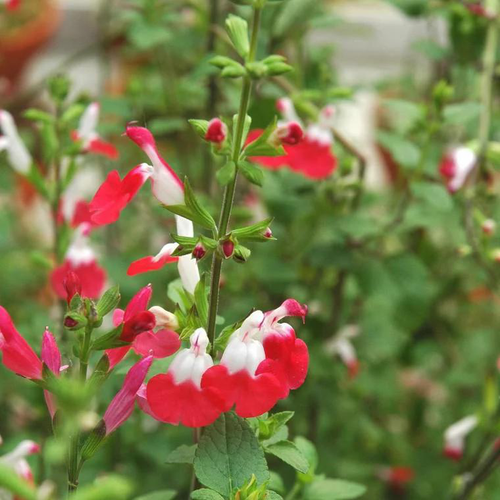 Visuel 1 du produit Sauge Arbustive 'Hot Lips' - Le pot de 2 litres