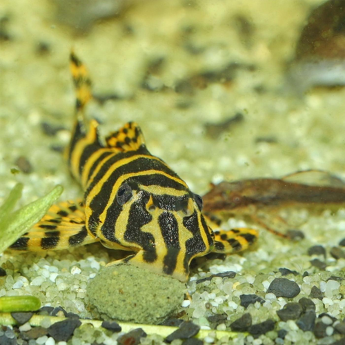 Visuel 3 du produit Nourriture pour poissons, galettes ProNovo pleco medium, JBL - 2,9 kg, 5,5 litres