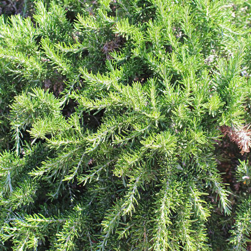 Visuel 1 du produit Romarin Rampant Bio. Le pot de 1 litre