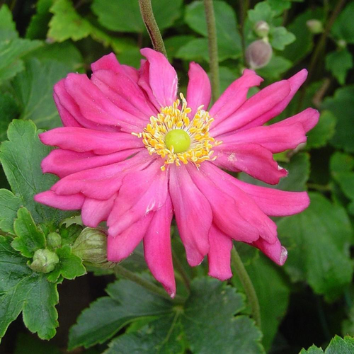 Visuel 1 du produit Anemone X Pamina (Rouge Foncé). Le pot de 9x9 cm