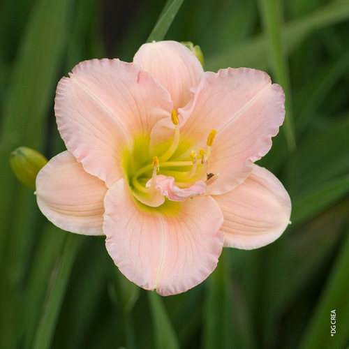 Visuel 1 du produit Hémérocalle 'Siloam double Classic' - Le pot de 2 litres