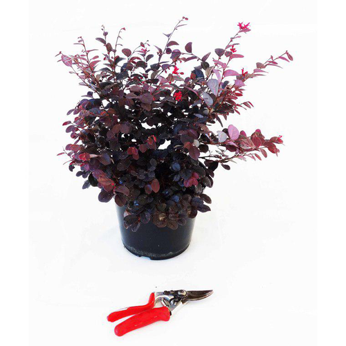 Visuel 1 du produit Loropetalum Chinense Ever Red Chang Nian Hong Cov 40/50 en pot de 5 L rouge