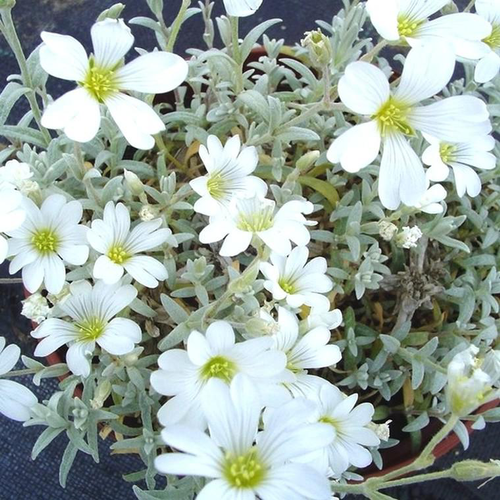 Visuel 1 du produit Céraiste tomenteux (Oreille de souris ou Corbeille d'Argent de Crimée) à fleurs blanches - La barquette de 6 plants