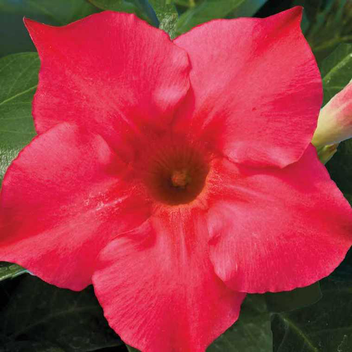 Visuel 1 du produit Dipladénia rose - Le pot de 10,5 cm