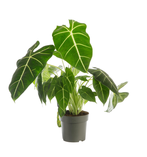 Visuel 1 du produit Alocasia Frydeck (Oreilles d'éléphant) vert. Le pot Ø 19 cm