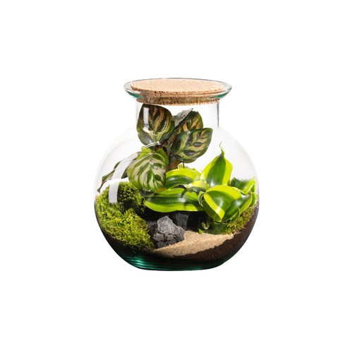 Visuel 1 du produit Terrarium autonome botanic® Havana Cala - Taille S Ø 19 cm H 20 cm