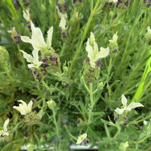 Visuel 1 du produit Lavande Tiara 'Fair 10' - Le pot de 3 litres