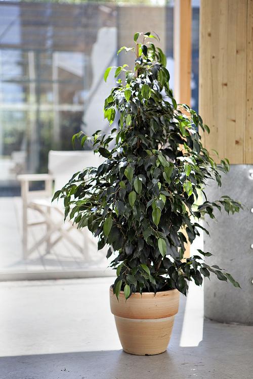 Visuel 1 du produit Ficus Benjamina. Le pot de Ø 14 x H 55 cm