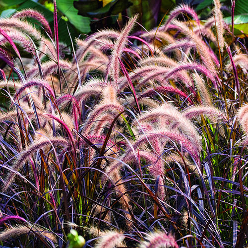 Visuel 1 du produit Herbe-aux-Écouvillons pourpre botanic®. Le pot de 1 litre