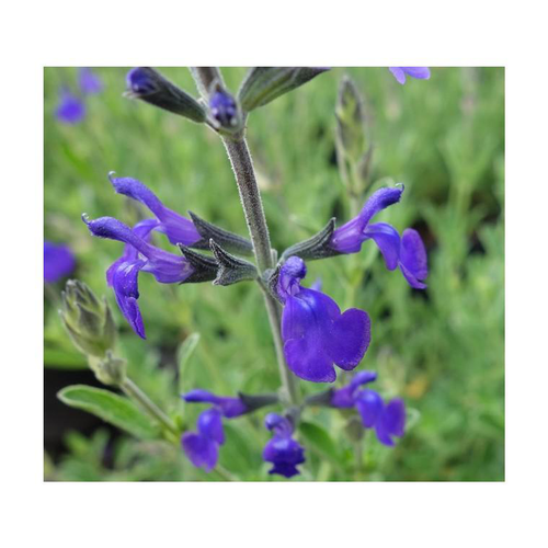 Visuel 1 du produit sauge 'blue note' - Le pot de 5 litres