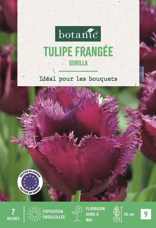 Visuel 1 du produit Tulipe frangée gorilla X7