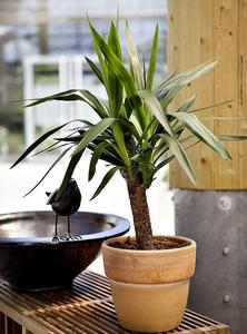 Visuel 1 du produit Yucca. Le pot de Ø 23 x H 60 cm, forme ramifiée