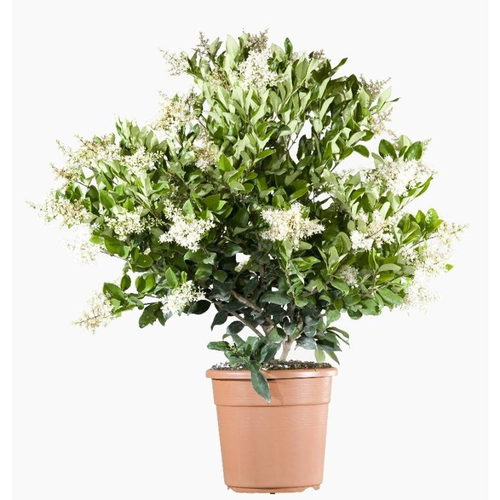 Visuel 1 du produit Ligustrum Japonicum Texanum (Troène du Texas) en pot de 9 L vert
