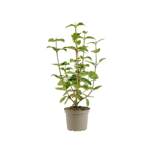 Visuel 1 du produit Viburnum lantana coloris vert – 3 L