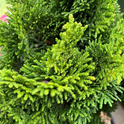 Visuel 1 du produit Faux cyprès du Japon nain 20/25. Le pot 3,7 litres