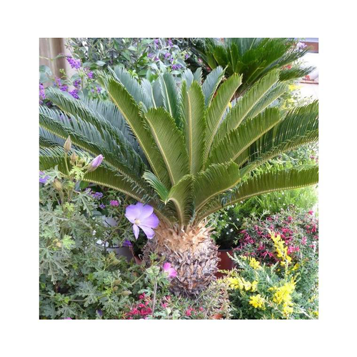 Visuel 1 du produit Cycas Revoluta vert. Ø 18 cm