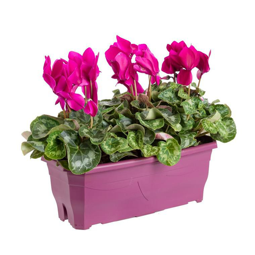 Visuel 1 du produit Cyclamen Mini à fleurs multicolores - La jardinière Ø 25 cm