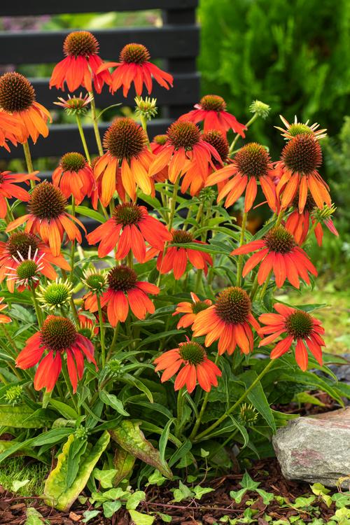 Visuel 1 du produit Echinacea ARTISAN SOFT ORANGE - Le pot de 2 litres