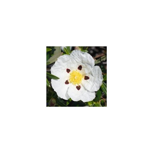 Visuel 1 du produit Ciste à fleurs blanches - Le pot de 2,5 litres