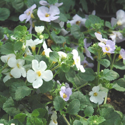 Visuel 1 du produit Bacopa. La barquette de 6 plants