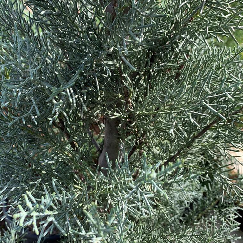 Visuel 1 du produit Cyprès de l'Arizona Fastigiata 150/175. Le pot de 18 litres