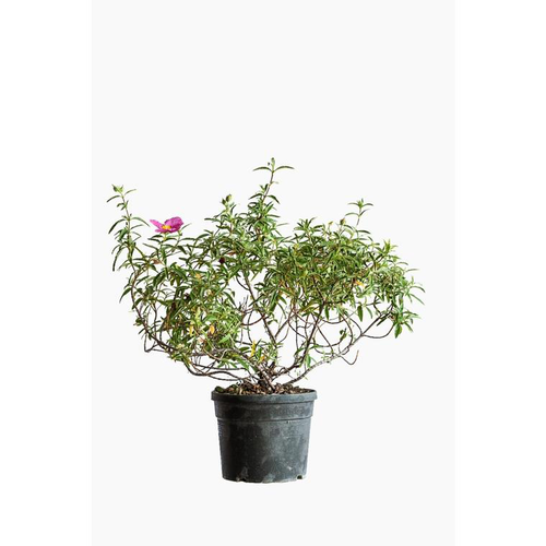Visuel 1 du produit Ciste X Skanbergii (Cistus) rose 30/40. Le pot de 5 litres