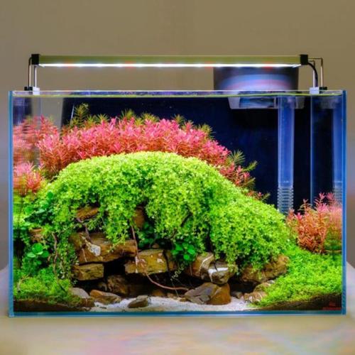 Visuel 3 du produit Rampe LED aquarium Twinstar 75B III - Éclairage pour aquariums d’eau douce 80 - 90 cm