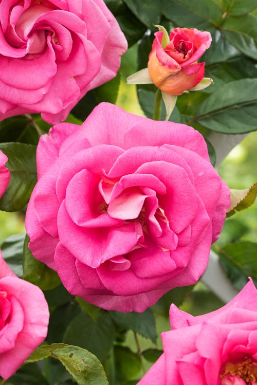 Visuel 1 du produit Rosier Grimpant Parfum Royal. Le pot de 7,5 litres