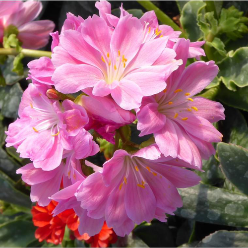 Visuel 1 du produit Lewisia Cotyledon - La barquette de 6 plants