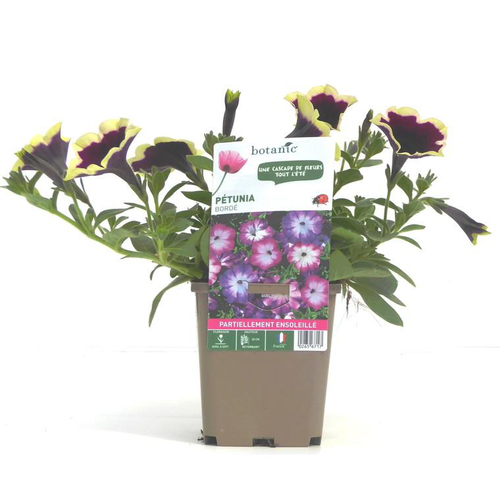 Visuel 2 du produit Pétunia à fleurs bordées - Le pot de 9 x 9 cm