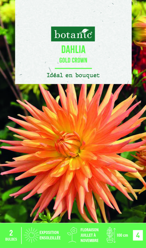 Visuel 1 du produit Bulbes de fleurs Dahlia semi-cactus Gold Crown botanic® - 2 bulbes