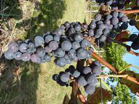 Visuel 1 du produit Vigne 'New York. Le pot de 5 litres