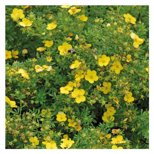 Visuel 1 du produit Potentilla Fructicosa jaune