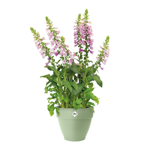 Visuel 3 du produit Pot en polypropylène vert pistache Elho Vibia Campana - Ø 35 x 29,7 cm