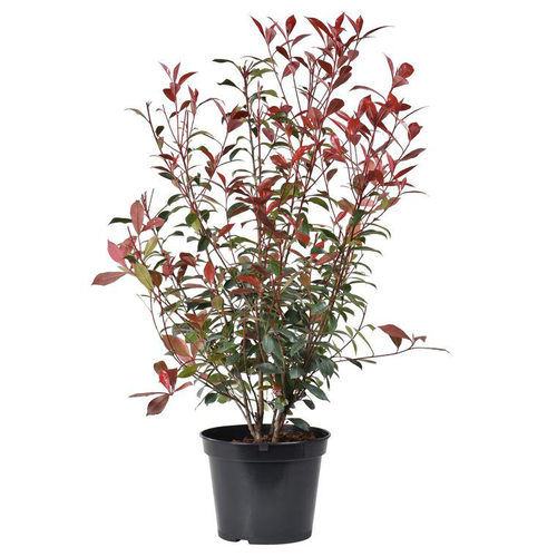 Visuel 1 du produit Photinia fraseri carré coloris rouge. Le pot de 5 litres.