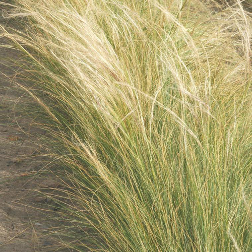 Visuel 1 du produit Stipa - Le pot de 1 litre