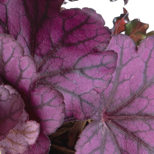Visuel 1 du produit Heuchera 'Forever Purple'® - Le pot de 2 litres