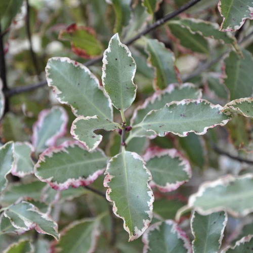 Visuel 1 du produit Pittosporum tenuifolium Victoria blanc en pot de 7,5 L