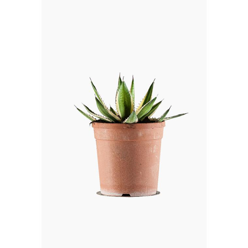 Visuel 1 du produit Agave Lophantha Quadricolor en pot de 3 L jaune