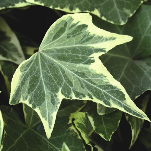 Visuel 1 du produit Lierre grimpant ou Hedera au feuillage vert - Le pot de 0,5 litre