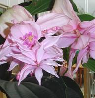 Visuel 1 du produit Medinilla Lambada 4 boutons. Le pot de Ø 14 cm