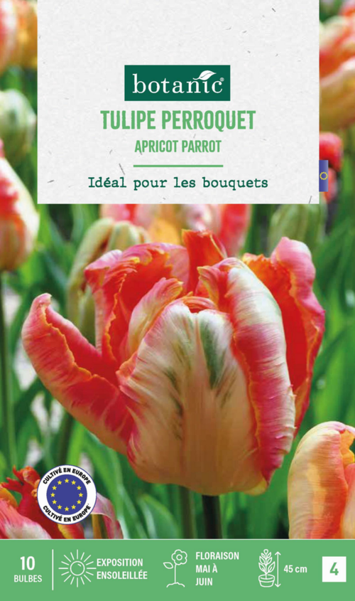 Visuel 1 du produit Tulipe Apricot parrot botanic® - 10 bulbes