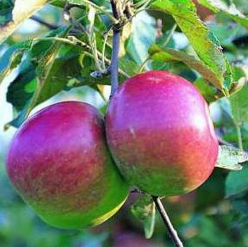 Visuel 1 du produit Pommier Melrose. Le pot de 10 litres forme gobelet