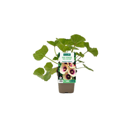 Visuel 1 du produit Rose trémière simple ‘Halo Cream’ - Le pot de 1 litre