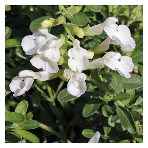 Visuel 1 du produit Sauge greggii blanche - Le pot de 9 x 9 cm