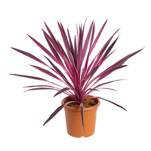 Visuel 1 du produit Cordyline Australis Red Star en pot de 9 L rouge