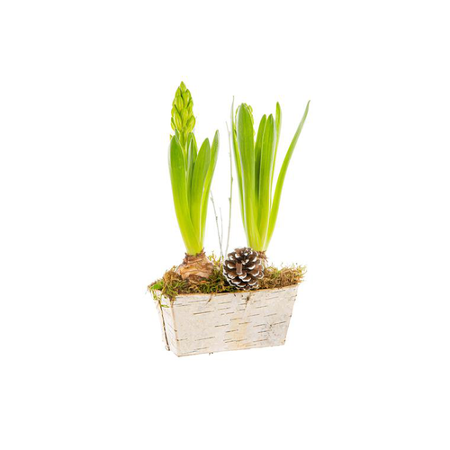Visuel 1 du produit Jacinthe X2 Mini Jardiniere Bouleau