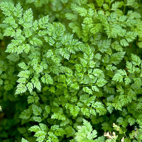 Visuel 1 du produit Cerfeuil Bio. Le pot de 1 litre